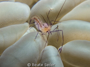 Buble coral shrimp by Beate Seiler 